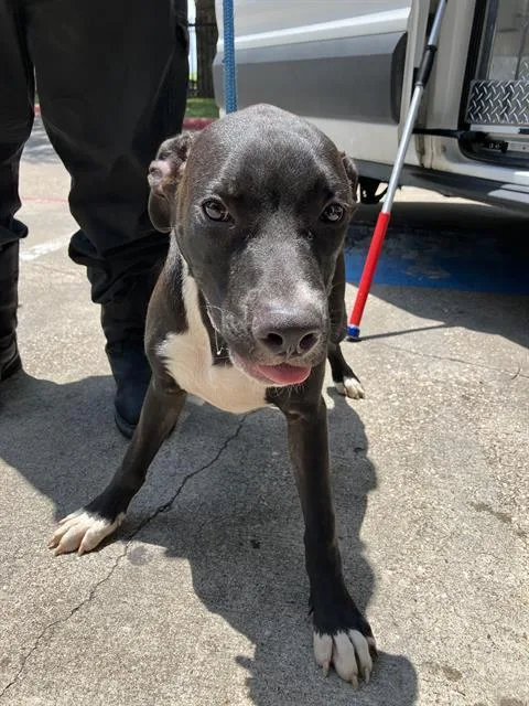 A young large-sized male Mixed Breed dog named Marvin for adoption in Dallas, TX