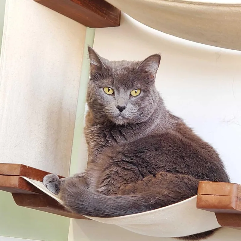 Snickers thumbnail 3