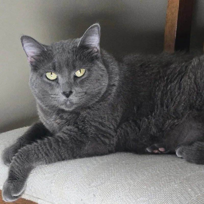 Snickers thumbnail 4