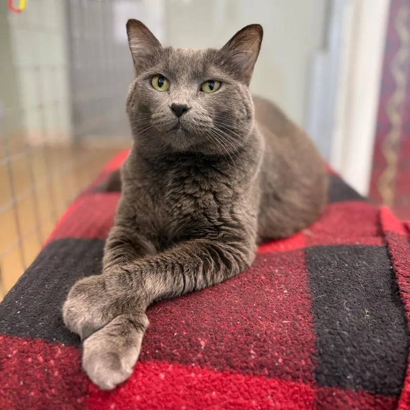 Snickers thumbnail 6