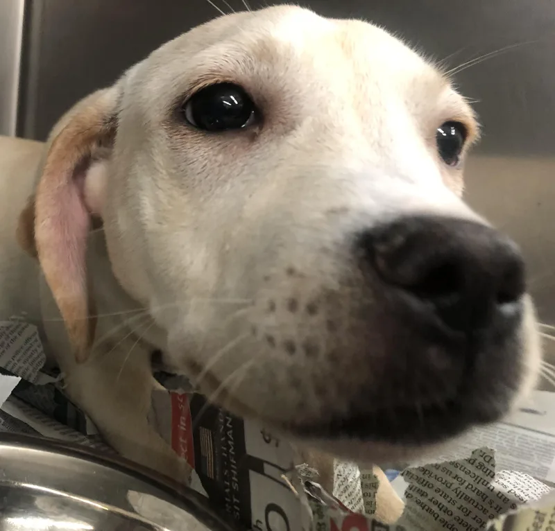 A baby large-sized female White / Cream Mixed Breed dog named Osha for adoption in Parma, OH