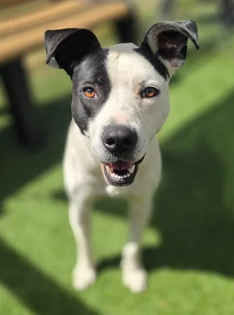 An adult large-sized female Mixed Breed dog named Dew Drop for adoption in Columbia, SC