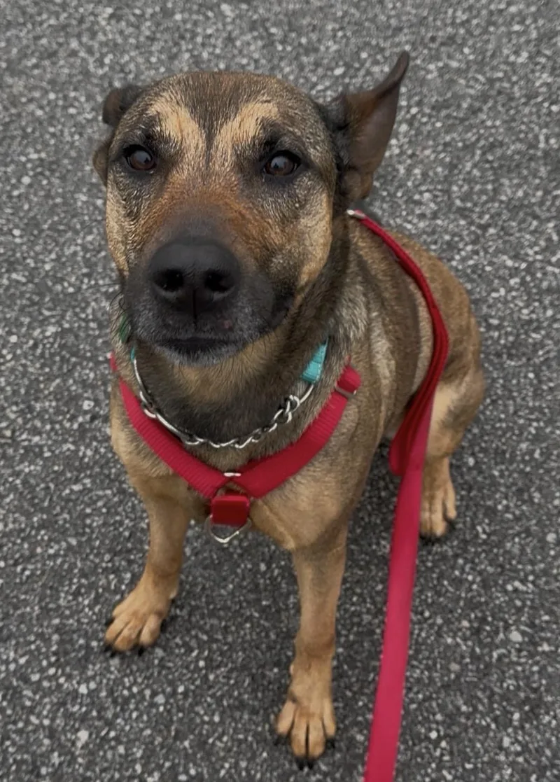 An adult medium-sized female Yellow / Tan / Blond / Fawn Belgian Shepherd / Malinois dog named Melody for adoption in Grafton, OH
