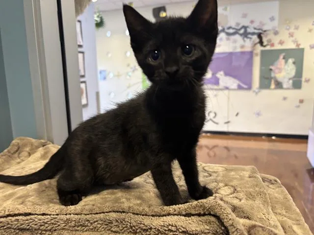 A baby small-sized female Domestic Short Hair cat named Moon for adoption in Santa Clara, CA