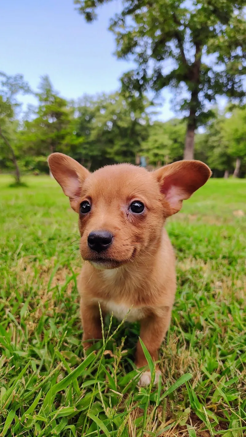 A baby small-sized male Red / Chestnut / Orange Corgi dog named Nacho for adoption in Oklahoma City, OK