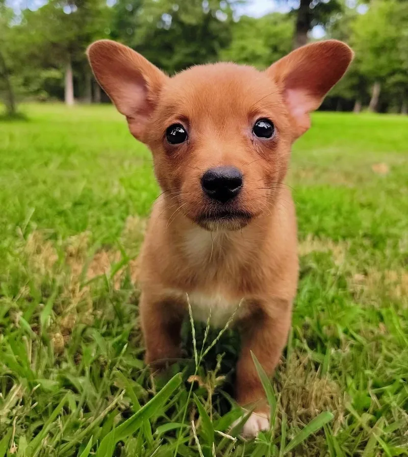 Nacho thumbnail 3