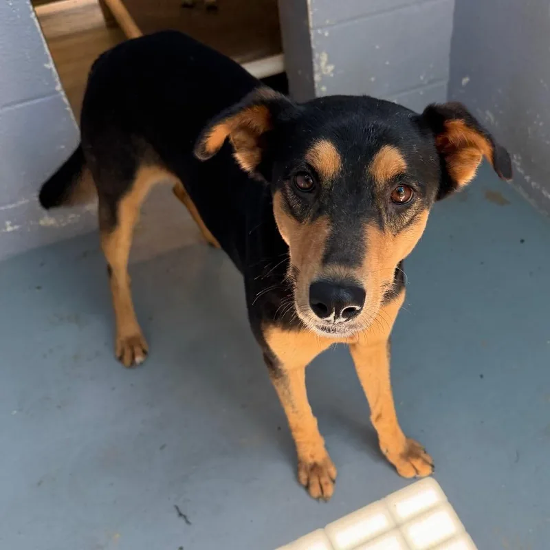 A young medium-sized female Black Shepherd dog named Folk for adoption in Kyle, TX