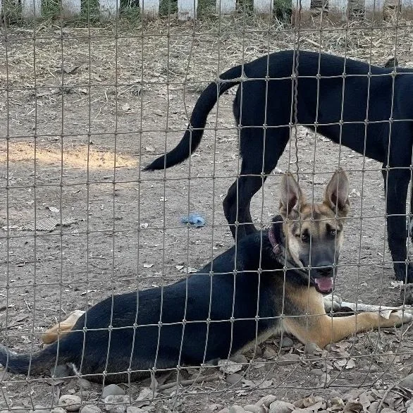 Sweet Baby Jane thumbnail 2