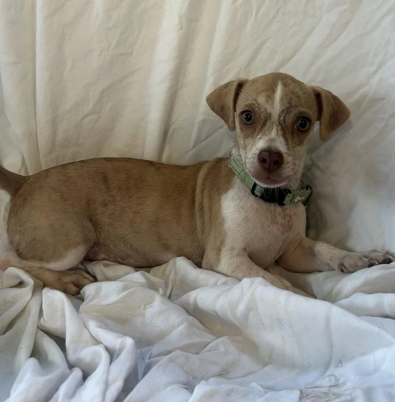 A baby small-sized female Chihuahua dog named Pudding for adoption in Pipe Creek, TX