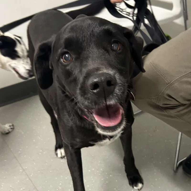 A senior medium-sized female Black Labrador Retriever dog named Bella Avail by Appt for adoption in Kennebunk, ME