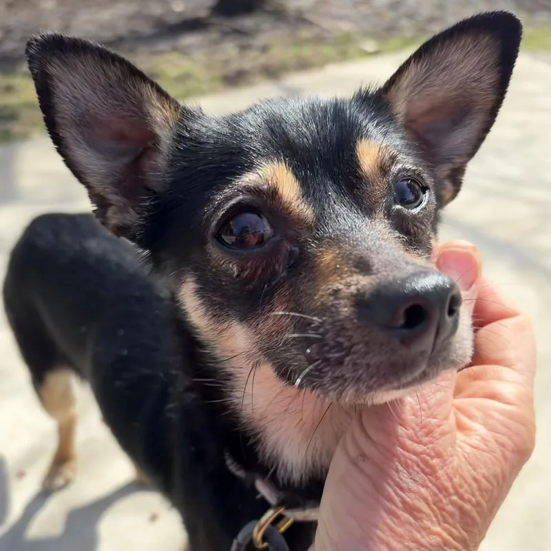 An adult small-sized male Black Chihuahua dog named Rin for adoption in Deerfield, IL