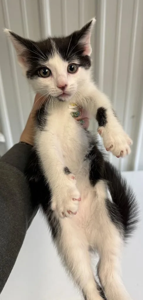 A baby small-sized male Domestic Short Hair cat named Houdini for adoption in Greencastle, IN