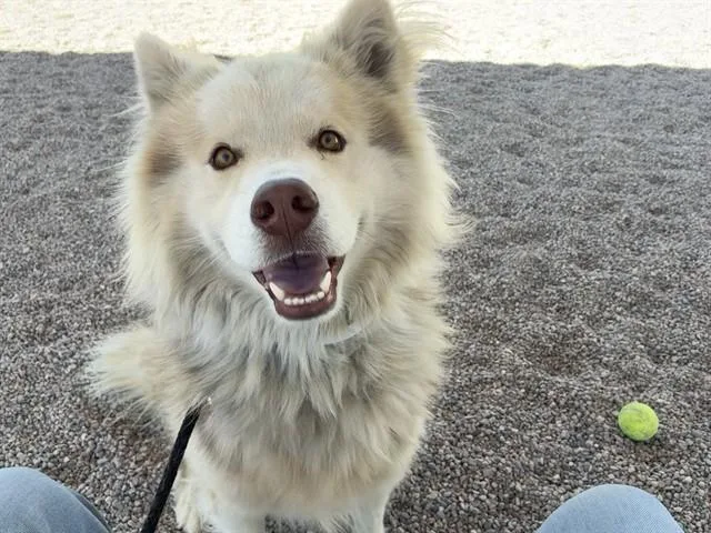 A young large-sized male Chow Chow dog named Totoro for adoption in Mesa, AZ