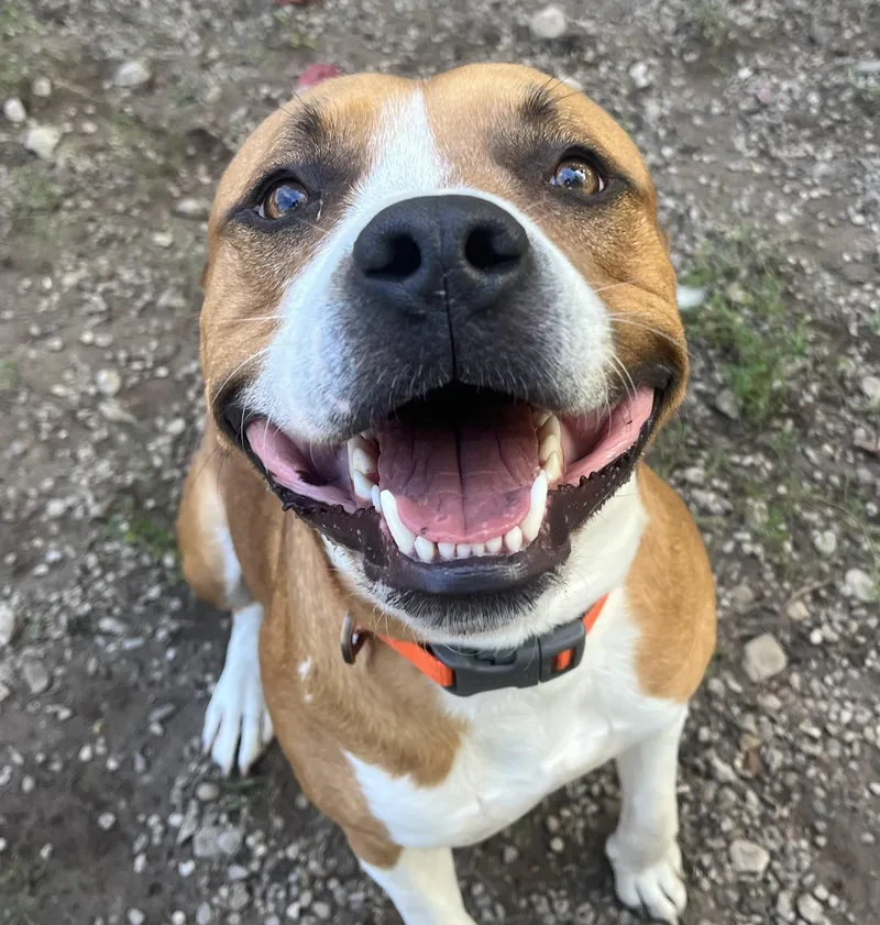 An adult medium-sized male Pit Bull Terrier dog named Doug for adoption in Boyne City, MI