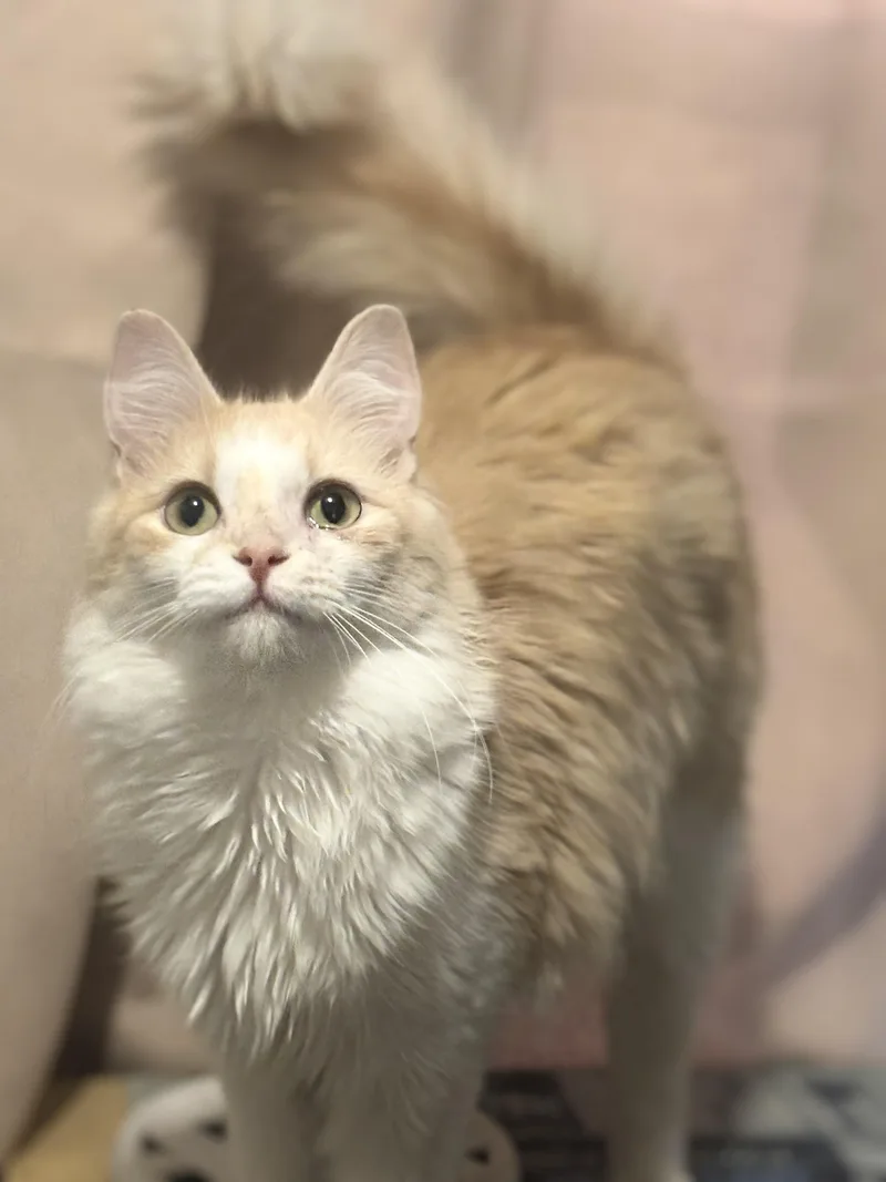 A young small-sized male Orange & White Domestic Medium Hair cat named Dumpster Fire for adoption in Statesboro, GA