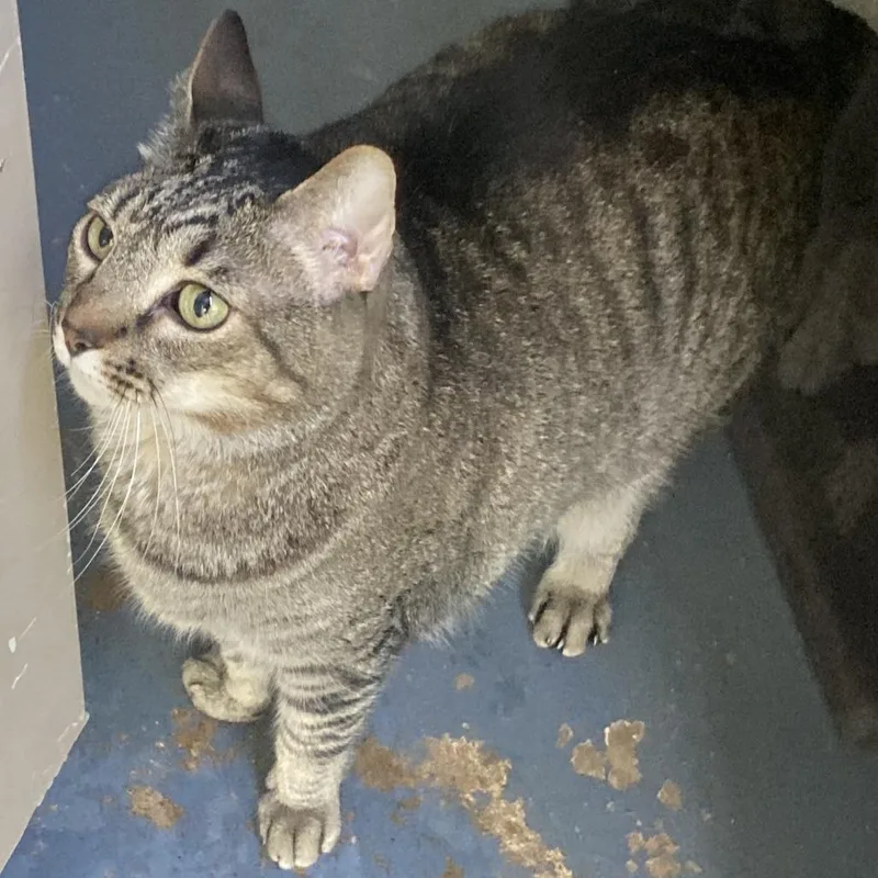 A senior large-sized male Gray / Blue / Silver Domestic Short Hair cat named Pretty Boy for adoption in Midland, TX