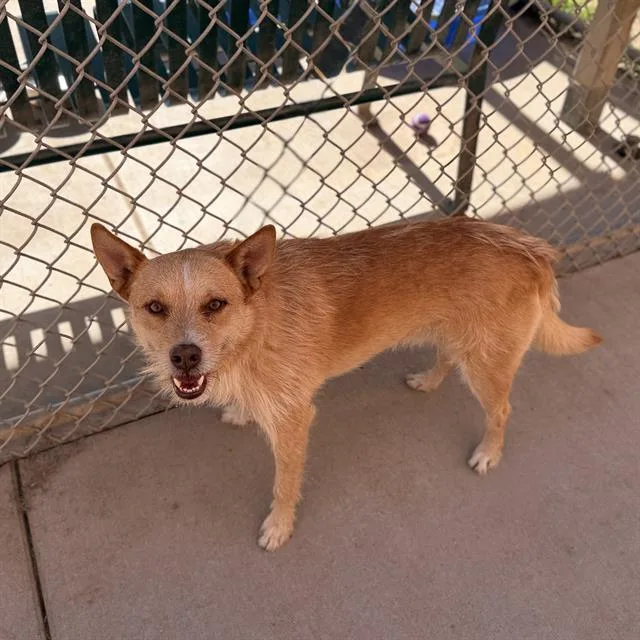 A young medium-sized male Airedale Terrier dog named A for adoption in Modesto, CA
