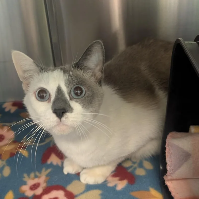 A senior small-sized female Cream / Ivory Siamese cat named Bonnie for adoption in Emporia, KS