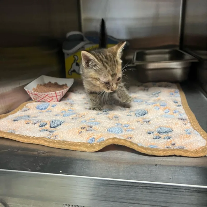 A baby small-sized female Brown / Chocolate Domestic Short Hair cat named Ranger for adoption in Windsor, VA