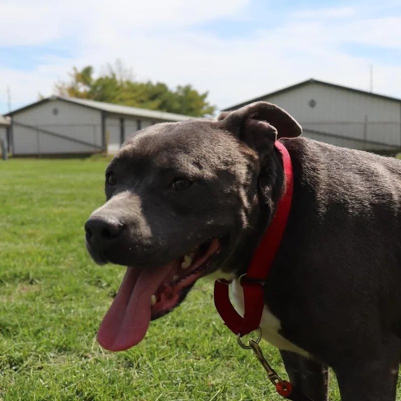 An adult medium-sized female Gray / Blue / Silver Pit Bull Terrier dog named Speckle for adoption in Springfield, IL