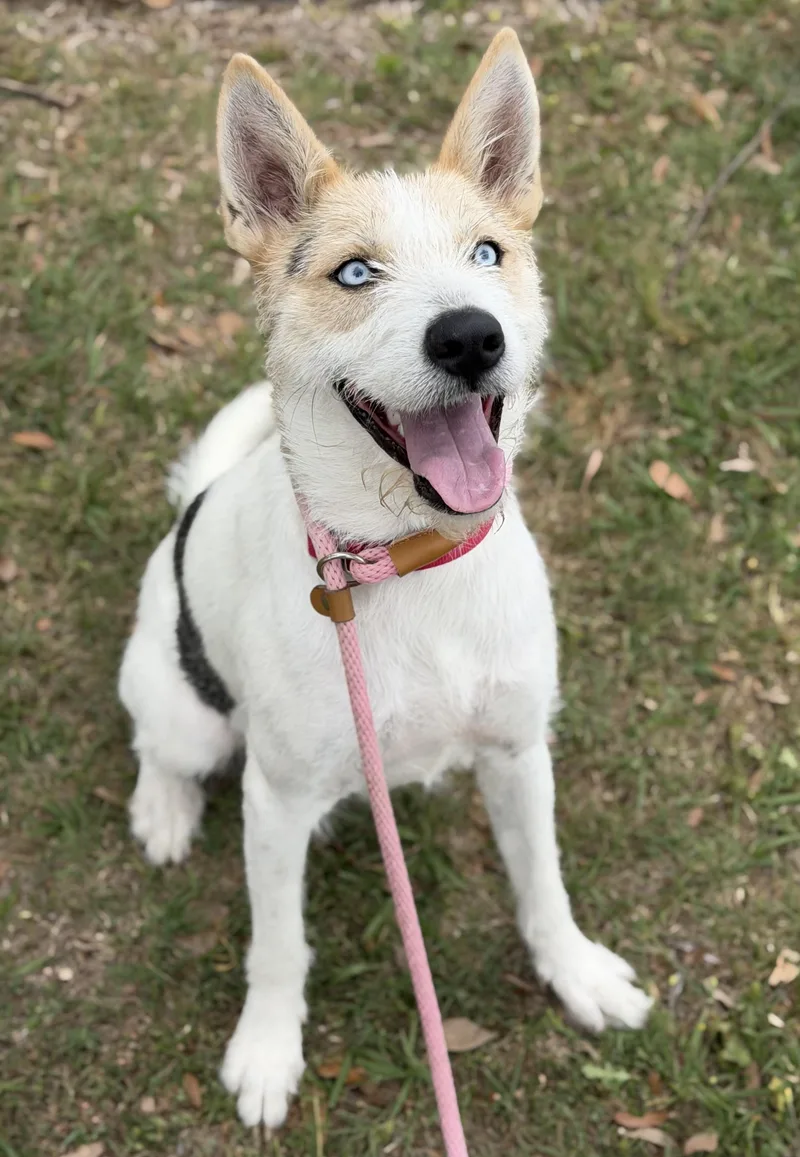 A young medium-sized female White / Cream Jack Russell Terrier dog named Spring for adoption in Tomball, TX