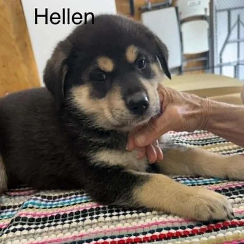 A baby medium-sized female Brown / Chocolate Mixed Breed dog named Hellen for adoption in Alexandria, VA