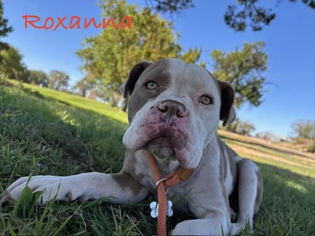 An adult medium-sized female Pit Bull Terrier dog named Roxanna for adoption in Albuquerque, NM