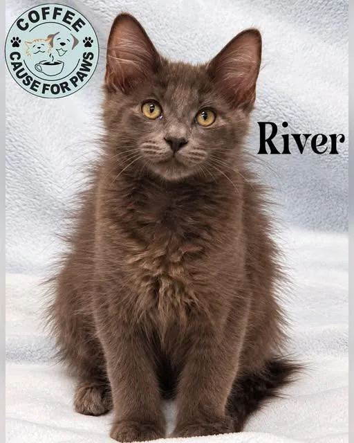 A baby small-sized male Domestic Long Hair cat named River for adoption in Douglas, GA