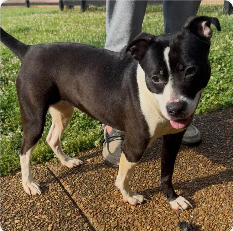 A young medium-sized female Terrier dog named Lady Luck for adoption in Bloomfield, CT