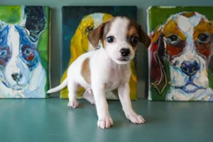 A baby small-sized male Pug dog named Gansito for adoption in San Antonio, TX