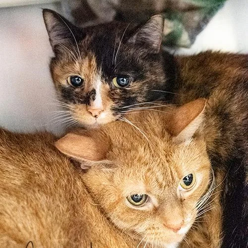 A senior extra large-sized male Orange / Red Domestic Short Hair cat named Pooh for adoption in Brockton, MA