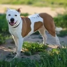 Lunalongs For A Connection thumbnail 2