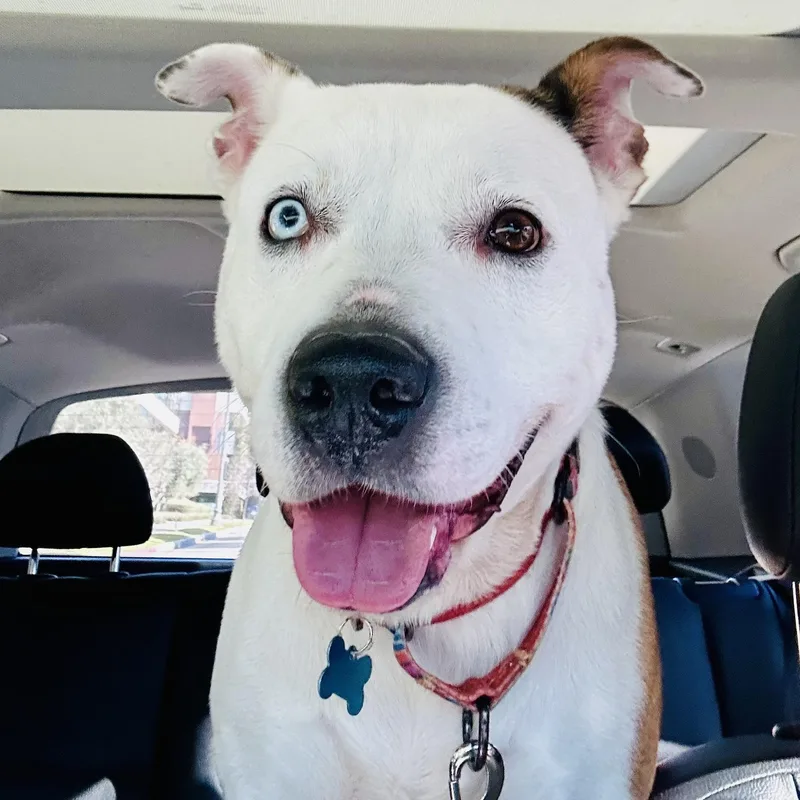 Lunalongs For A Connection thumbnail 3