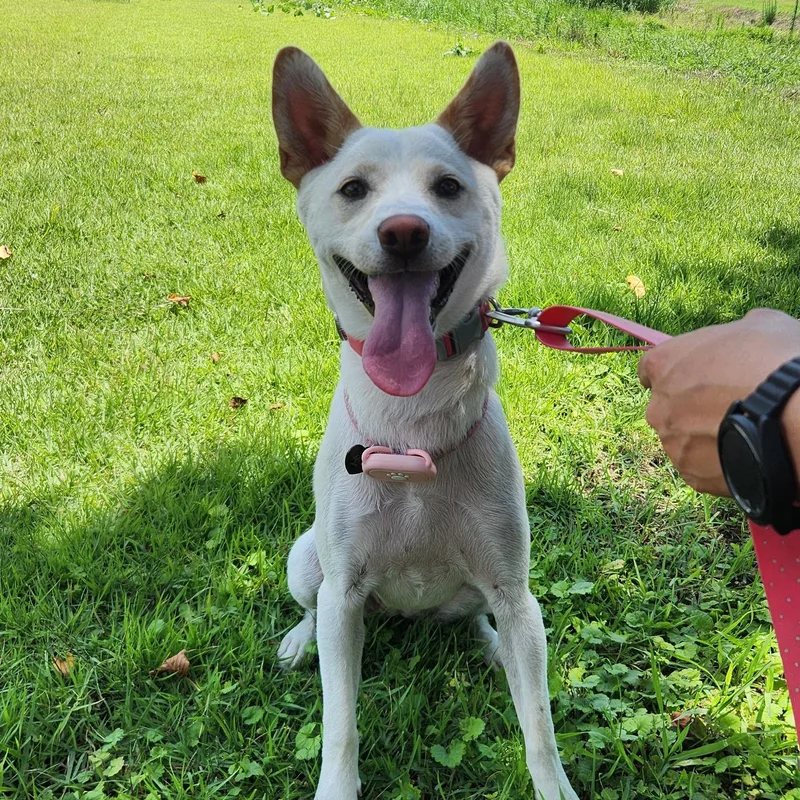 A baby medium-sized female White / Cream Jindo dog named Soy for adoption in DANVERS, MA