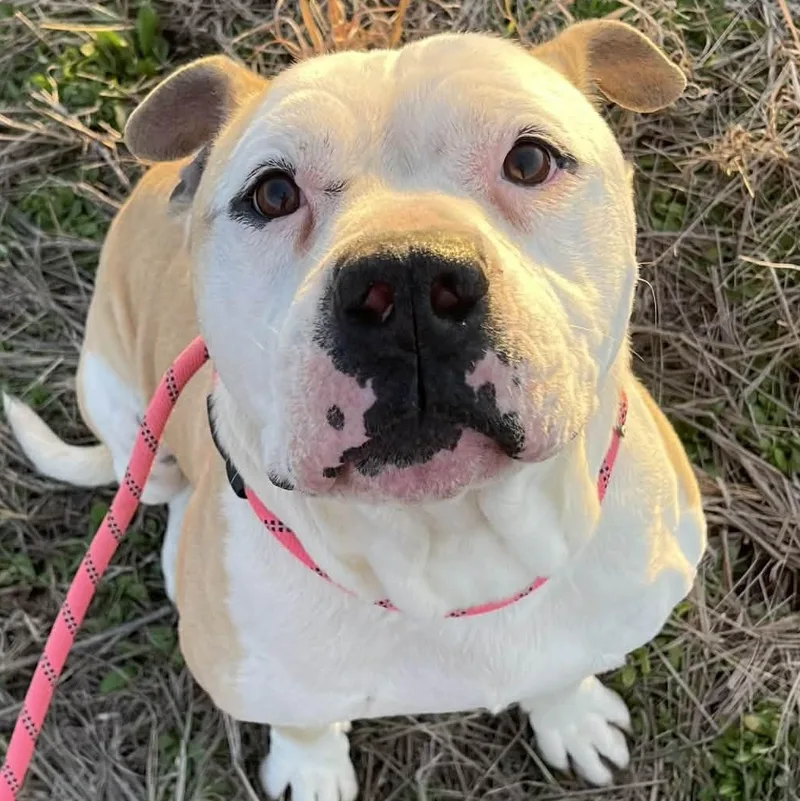 A young medium-sized male Apricot / Beige Pit Bull Terrier dog named Bruno for adoption in Sadler, TX
