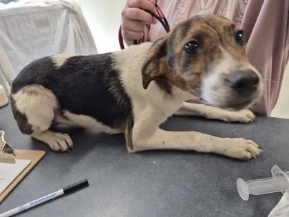A young medium-sized male Mixed Breed dog named Jones for adoption in Clarks Summit, PA