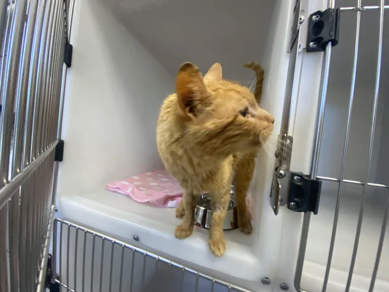 An adult medium-sized male Orange / Red Domestic Short Hair cat named Tiger for adoption in King George, VA