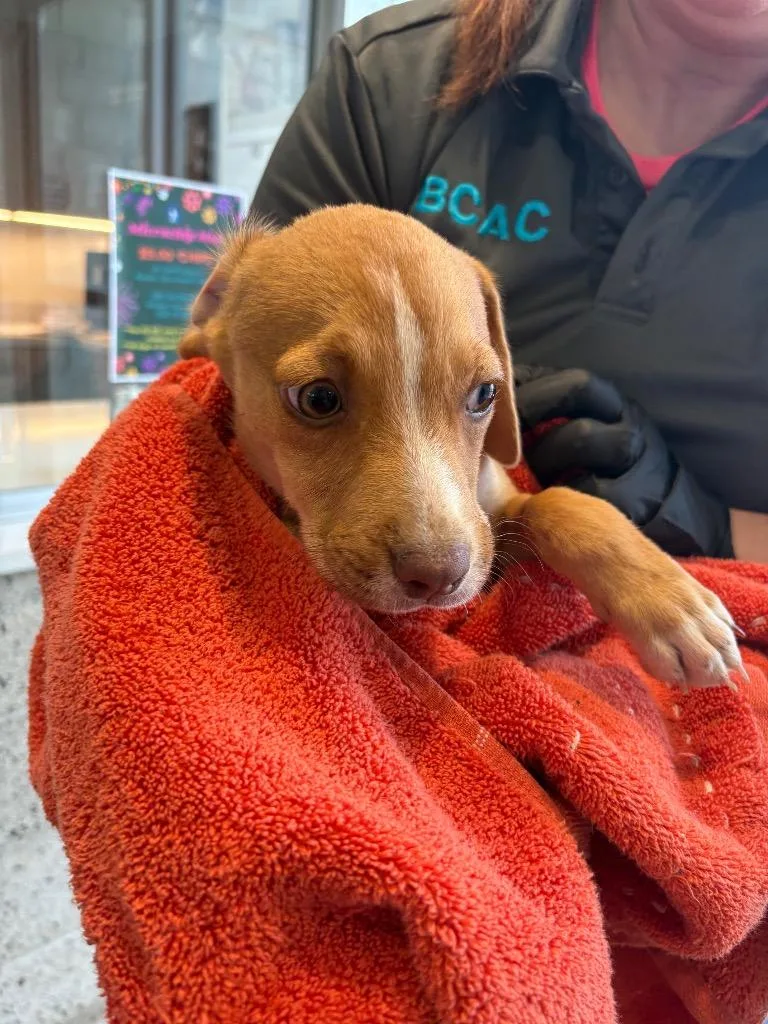 A baby small-sized male Mixed Breed dog named Peter for adoption in Bossier City, LA