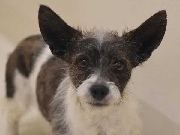 A young small-sized female Terrier dog named Oreo for adoption in Portland, OR