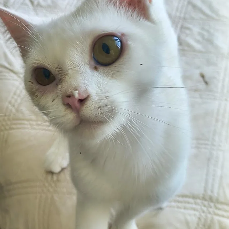 An adult medium-sized male White Domestic Short Hair cat named Powder for adoption in San Juan Capistrano, CA