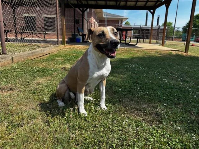An adult medium-sized female Pit Bull Terrier dog named Emmie for adoption in Appling, GA