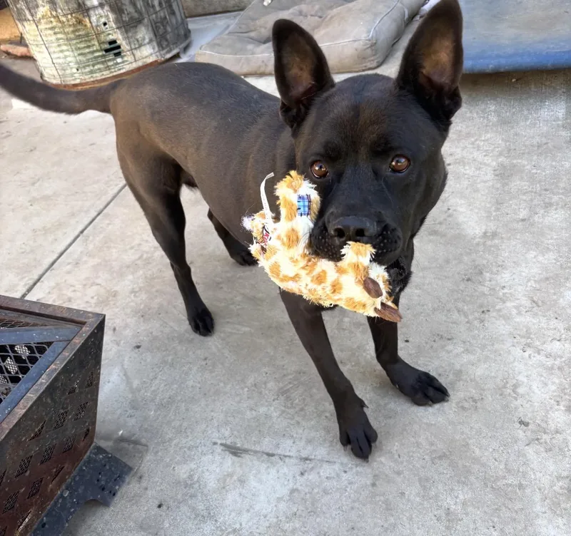 An adult large-sized female Pit Bull Terrier dog named Angel for adoption in Claremont, CA