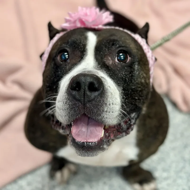 An adult medium-sized female Brindle Pit Bull Terrier dog named Delilah for adoption in Manahawkin, NJ