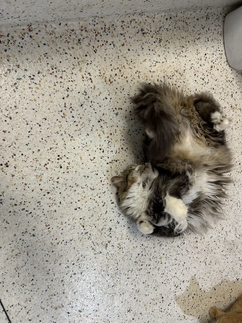 A senior large-sized male Tabby (Brown / Chocolate) Domestic Long Hair cat named HobbesPJ for adoption in Walker, MI