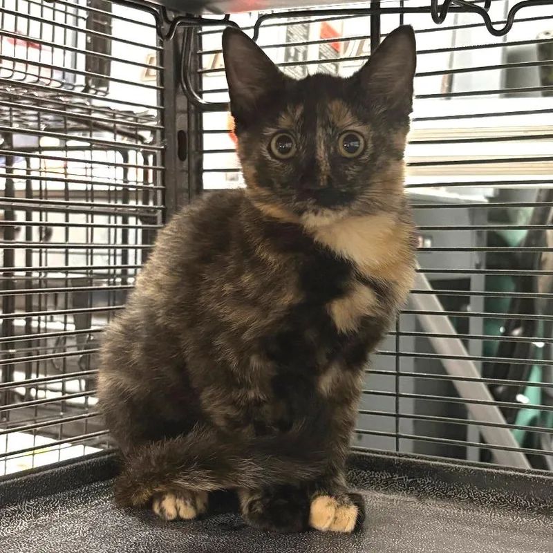 A baby small-sized female Tortoiseshell Domestic Short Hair cat named Circle Kate for adoption in Belleville, IL