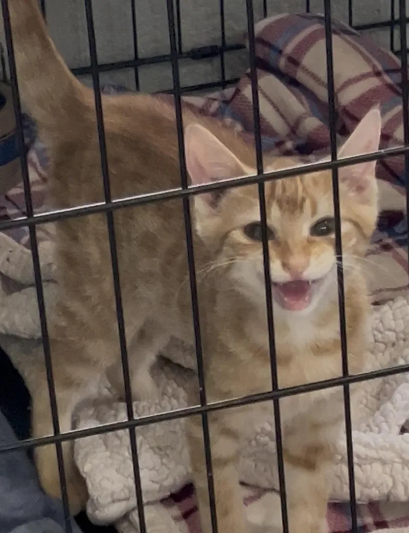 A baby medium-sized female Tabby (Orange / Red) Domestic Short Hair cat named Taffy Female for adoption in Moline, IL