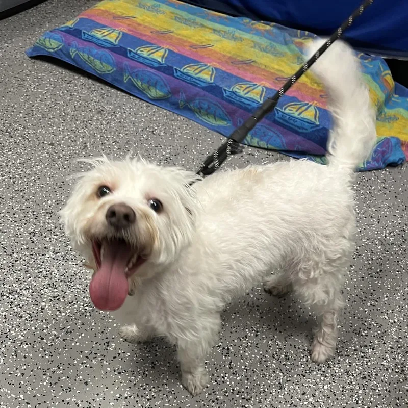 stray Terrier on Eastern