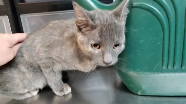 A baby medium-sized female Domestic Short Hair cat named Benny for adoption in Aurora, IL