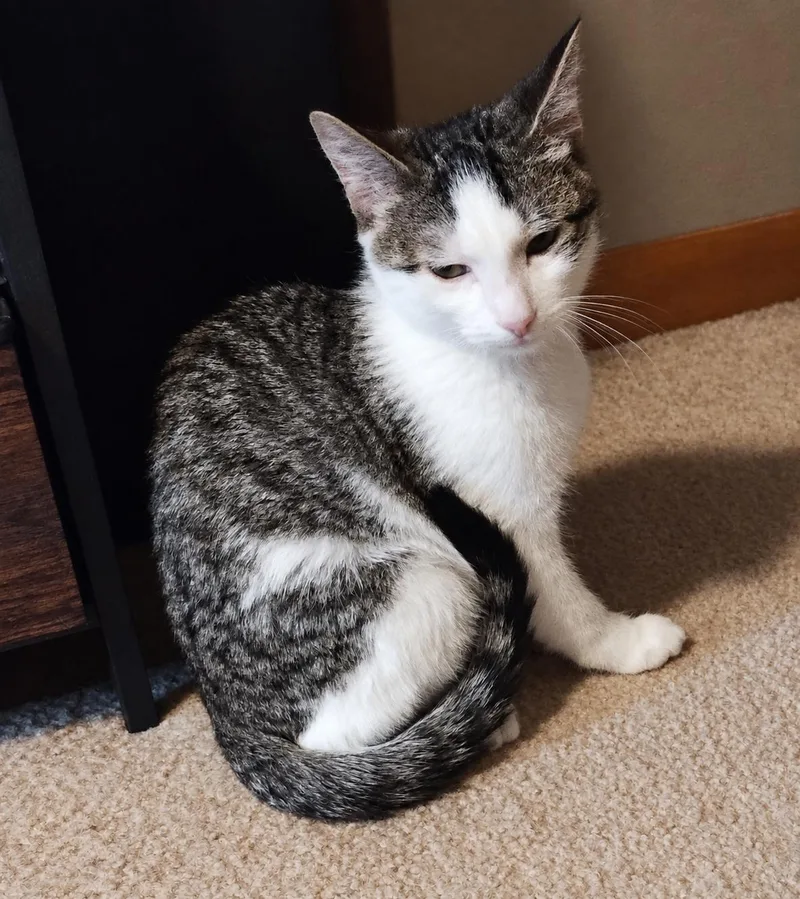 A baby medium-sized male Domestic Short Hair cat named Spicy Meatball for adoption in Menasha, WI
