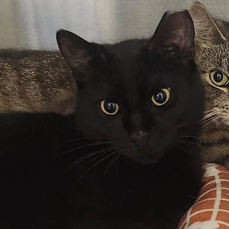 A young medium-sized male Black Domestic Short Hair cat named Buddy Bonded W Emily for adoption in Columbia Station, OH